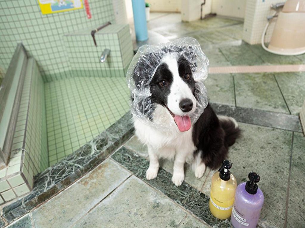 伊豆高原わんわんパラダイスコンドミニアム