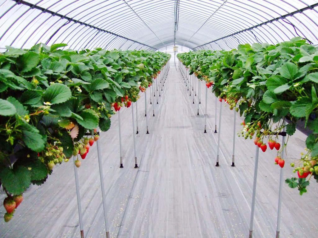 久保田いちご狩り園