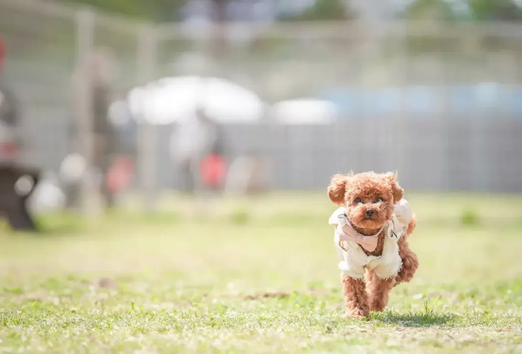 スライダー画像