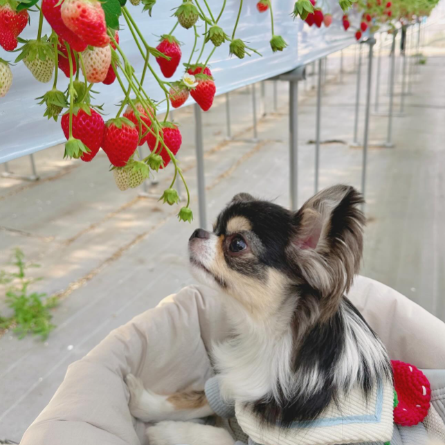 こまざわフルーツファーム