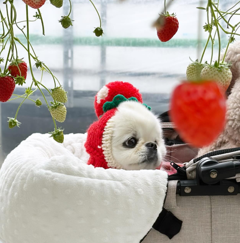 グランベリー大地