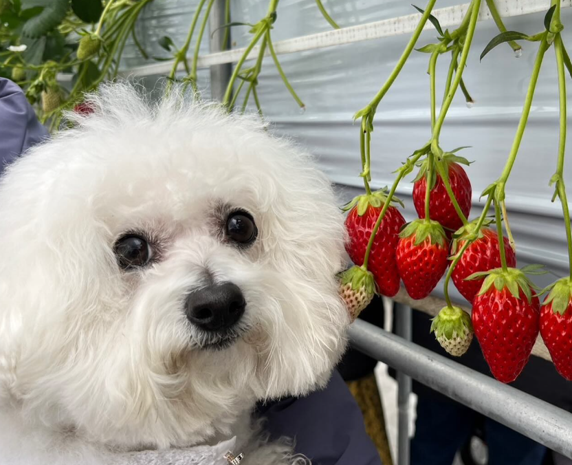山梨フルーツ中島農園