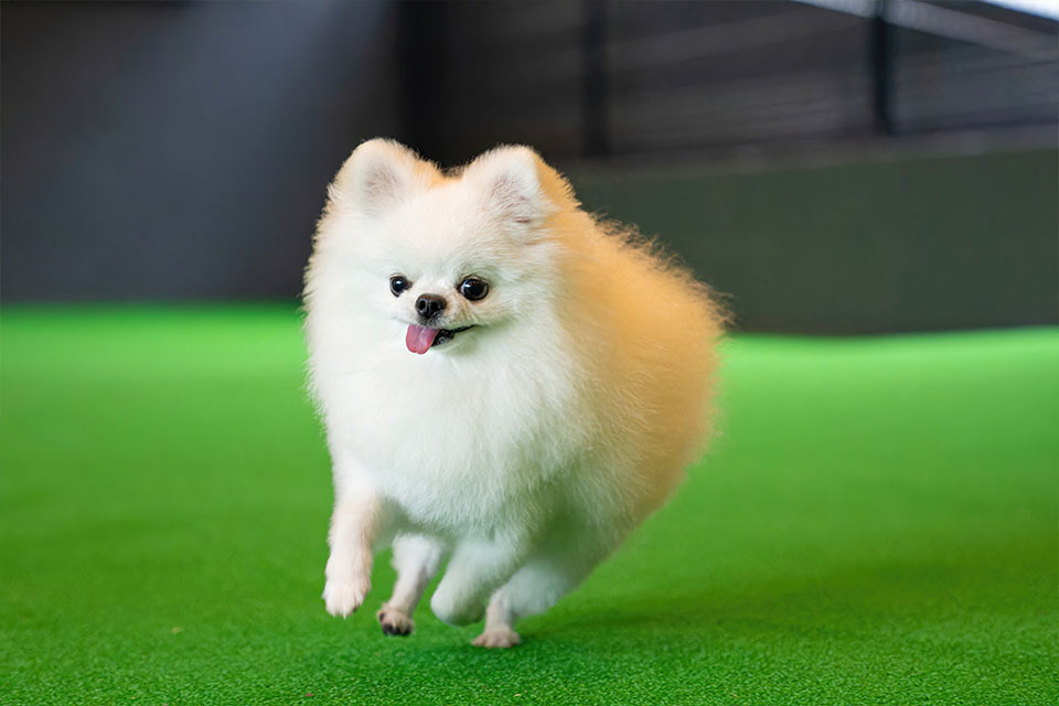 Doggyスイート ペロ