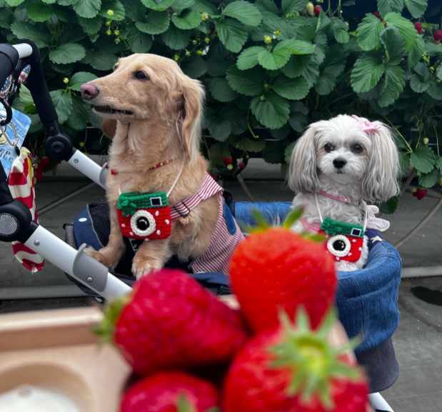 苺の里 西大久保店