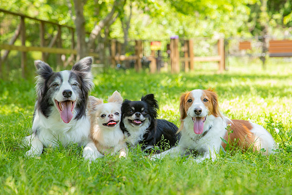 さがみ湖リゾート プレジャーフォレスト