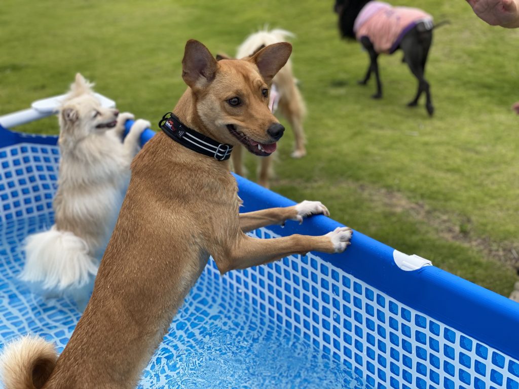愛犬と楽しむ宿 じゃぱり館山