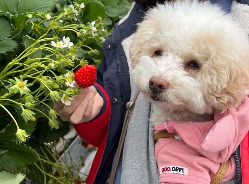 いちごらんど中西