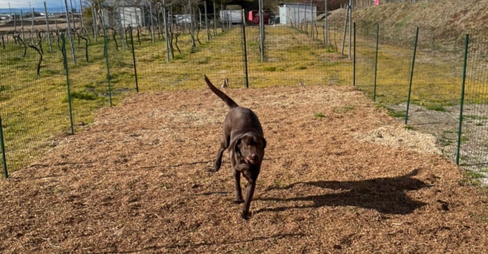 フルーツループ