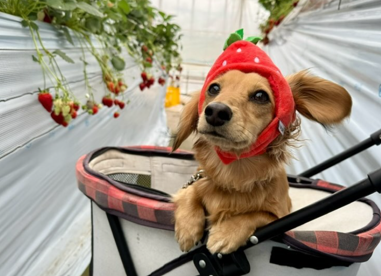 いちごガーデン ohelo papa