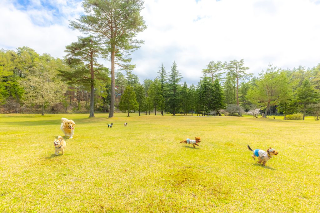 フォレストヴィレッジ