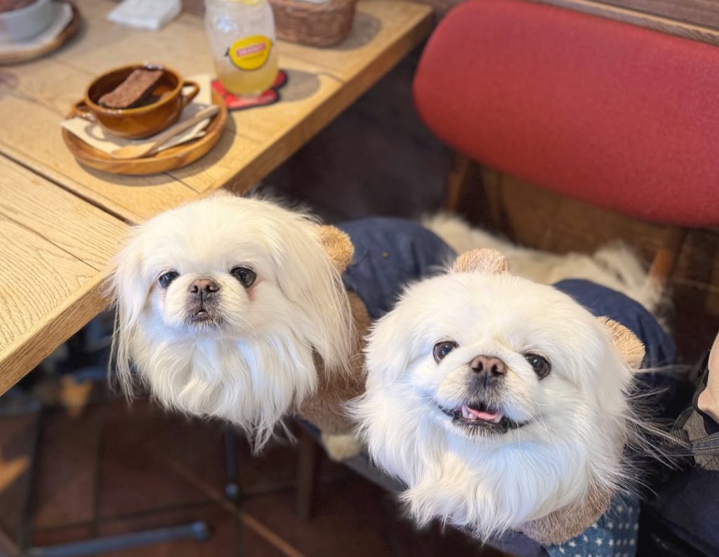 DOG DEPT お台場東京ビーチ店