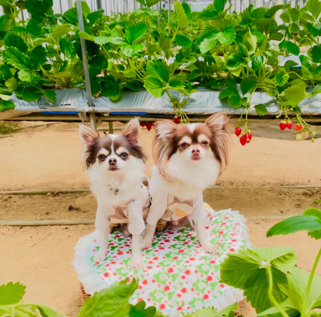 観光農園 南楽園