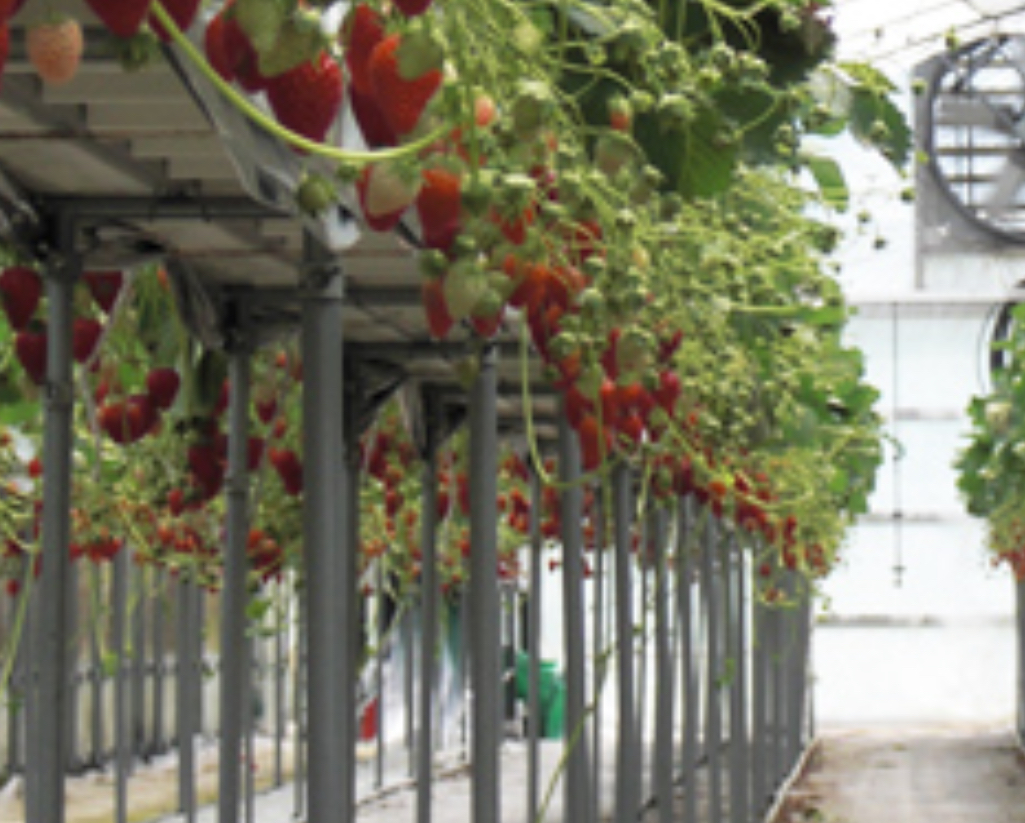 内山いちごの国