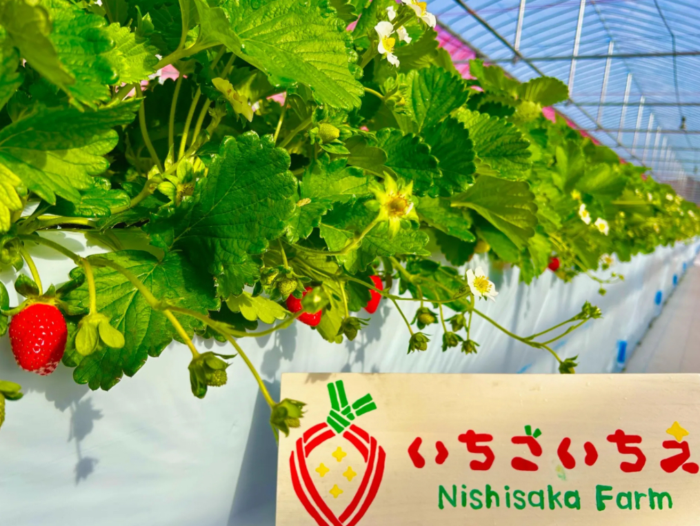 いちごいちえ 西坂農園