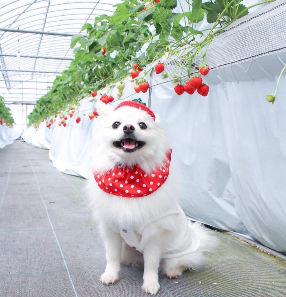 フルトリエ 中村果樹園