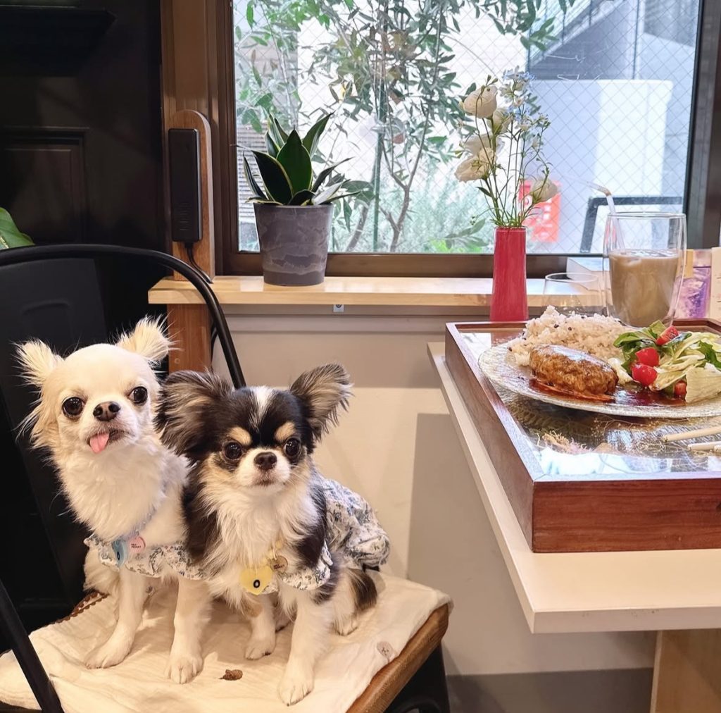 カシェット・ドゥ・メグロ（Cachette de meguro）