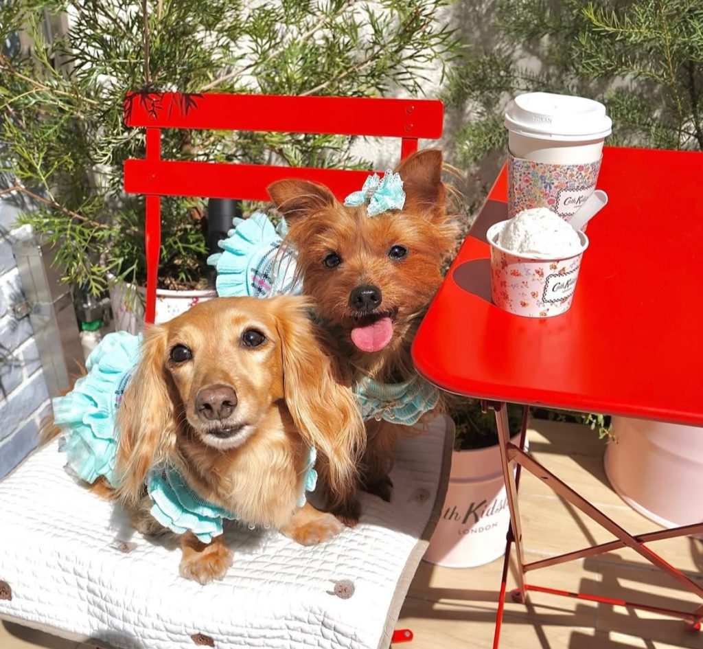 キャス キッドソン 表参道店