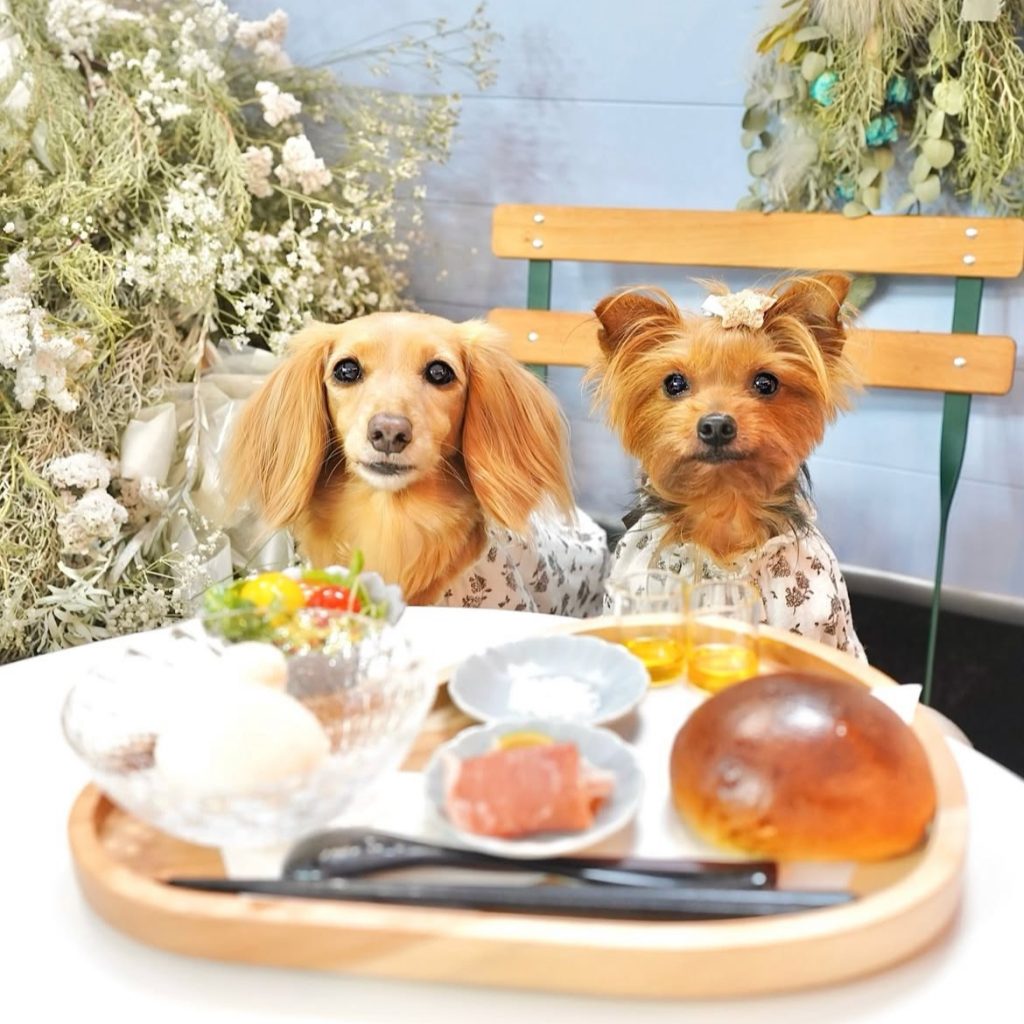 Fresh Cheese Studio cheese & café 表参道