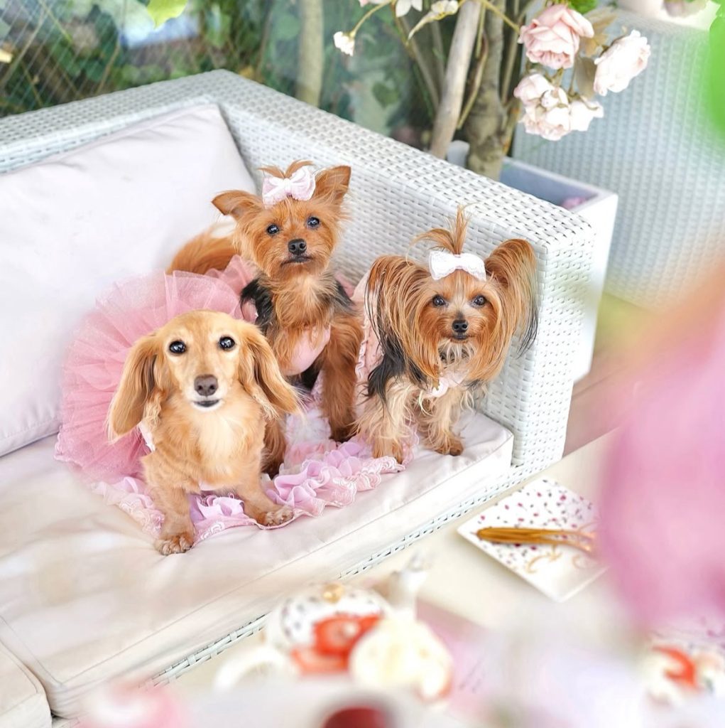 HAUTE COUTURE CAFE OMOTESANDO