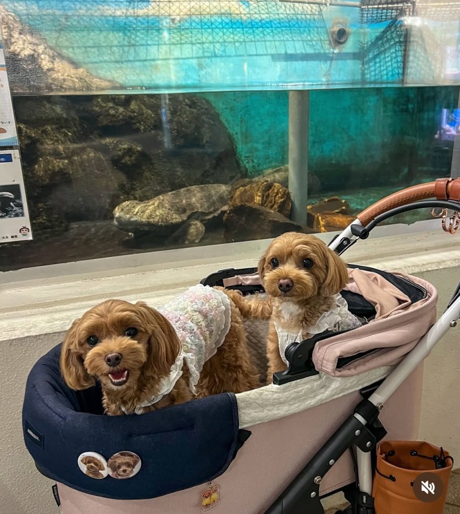 かすみがうら市水族館