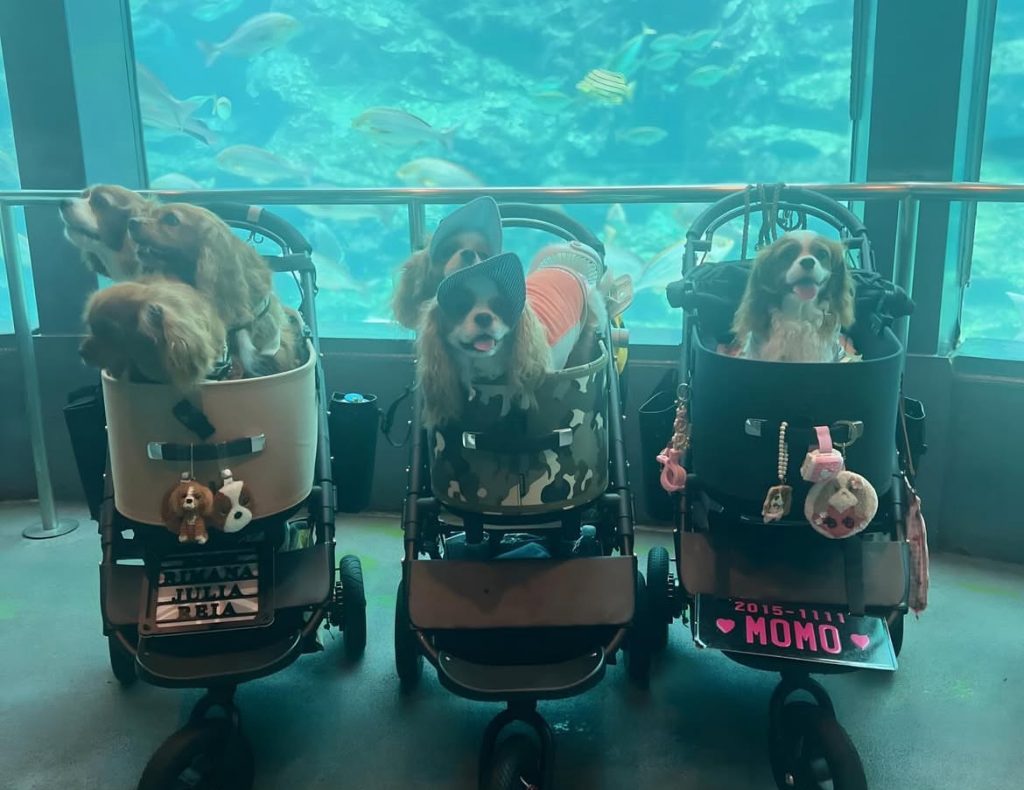 下田海中水族館