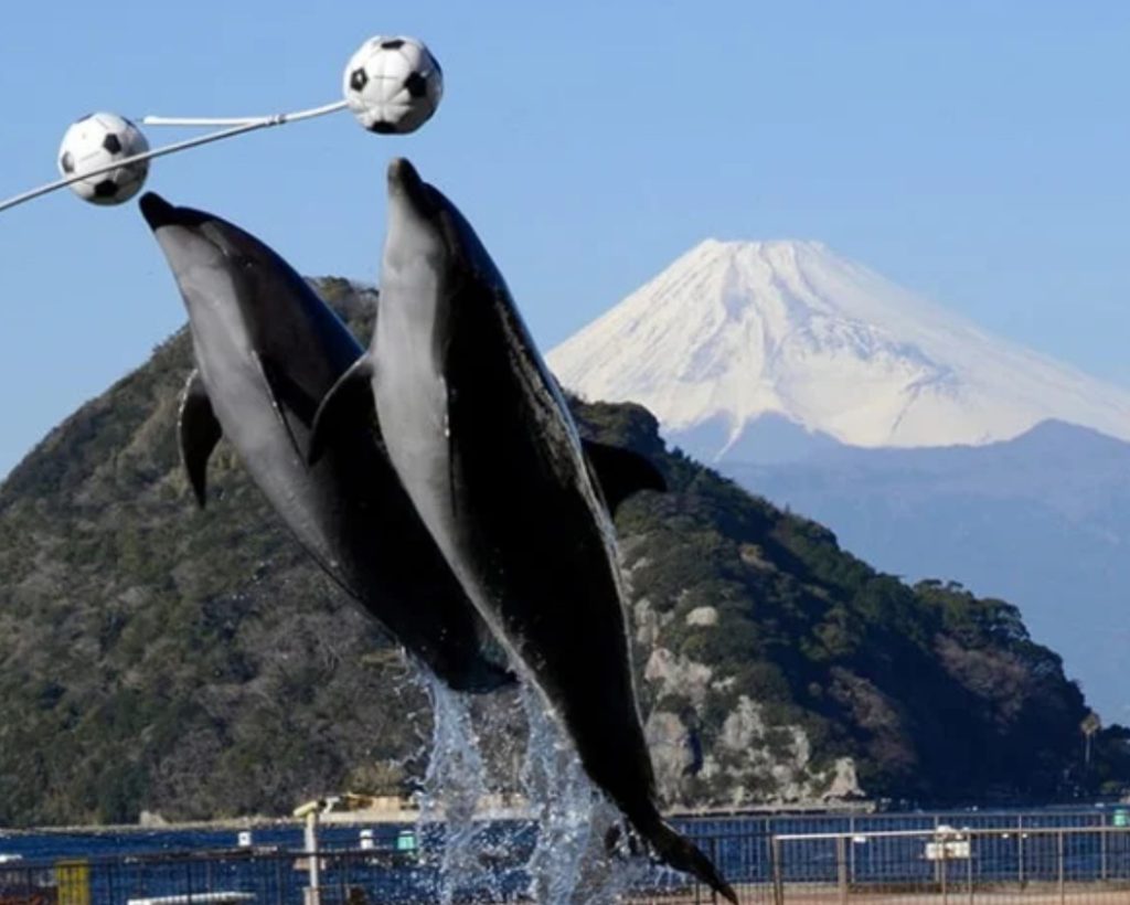 伊豆三津シーパラダイス