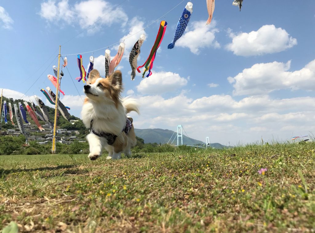 佐波川こいながし