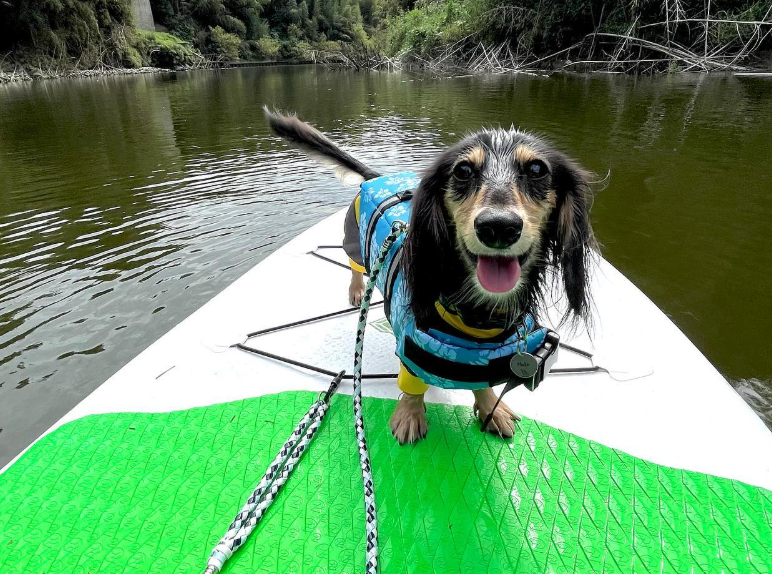 いすみパドルクラブ