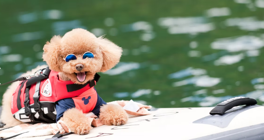 RocaRocaアクティビティ