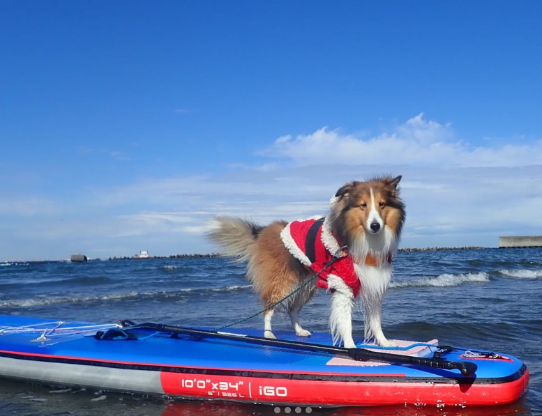 Yokohama SUP Dogs