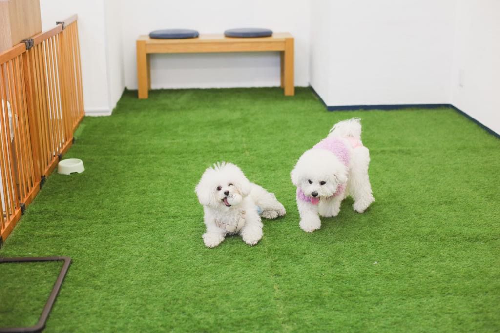 DSシェアドッグラン