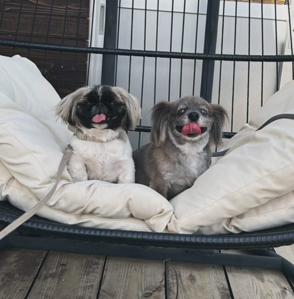 ナチュラルドッグパーク