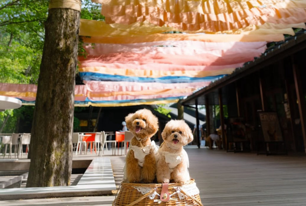 ハルニレテラス