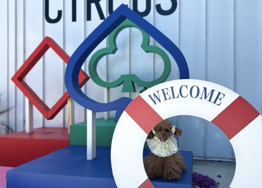 CRAFT CIRCUS