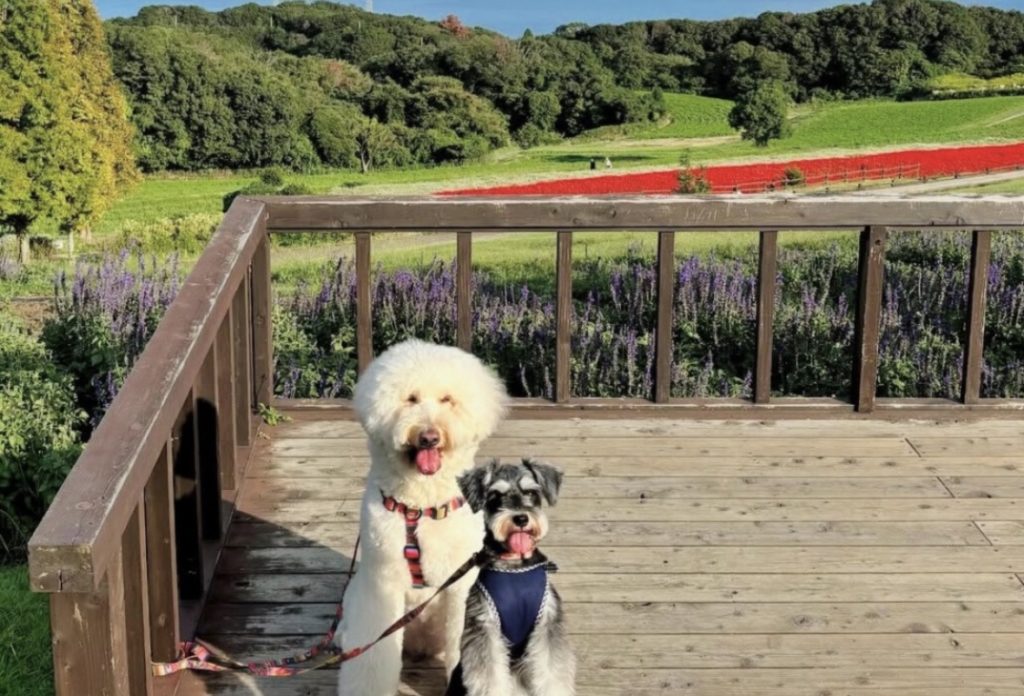 あわじ花さじき