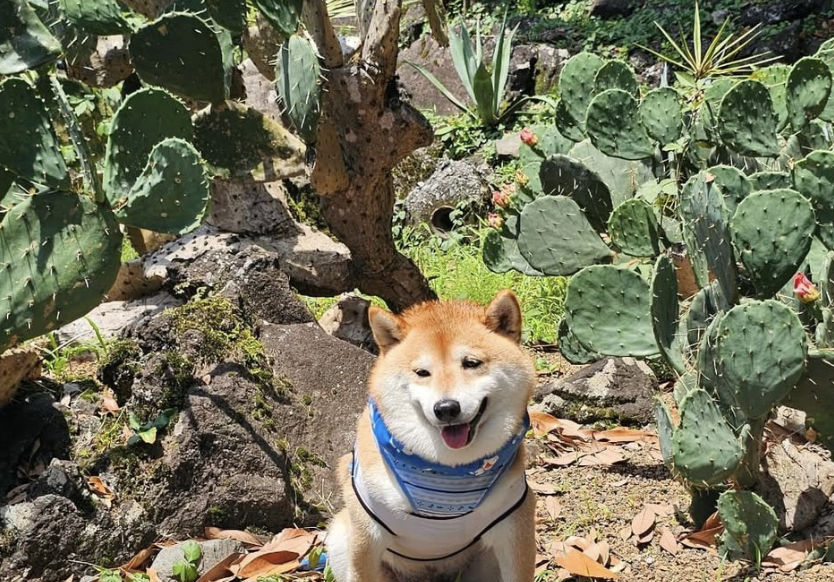 伊豆シャボテン動物公園