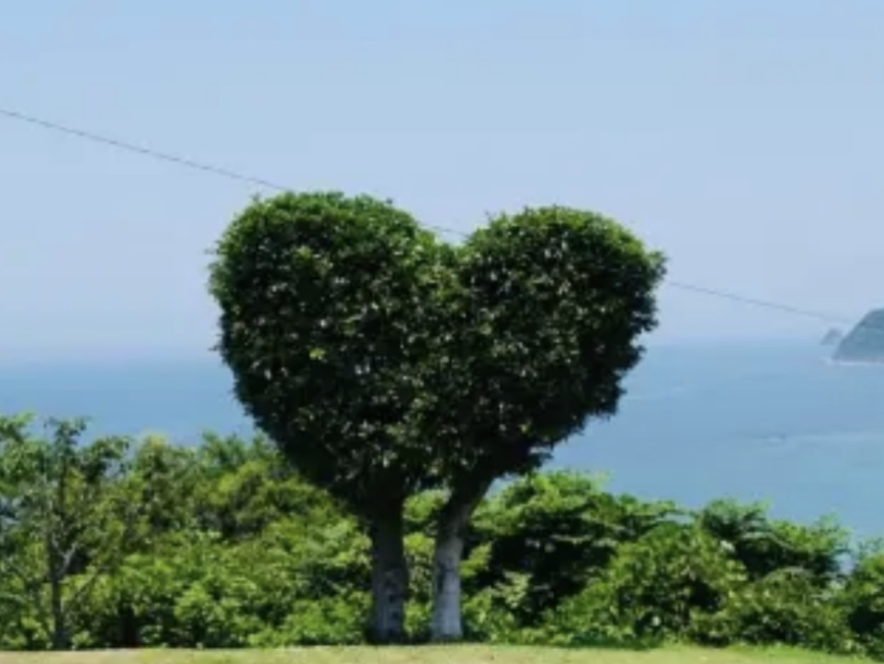 ハートの木