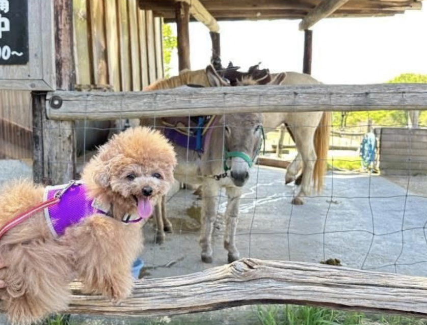 那須高原 南ヶ丘牧場