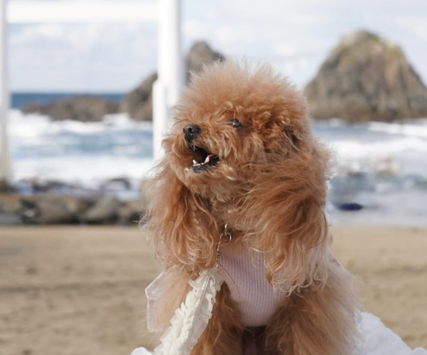 桜井二見ヶ浦　夫婦岩