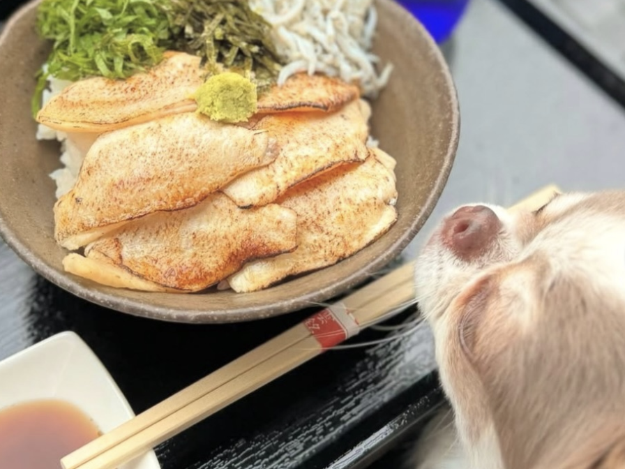 とれとれ海鮮丼 マルセン