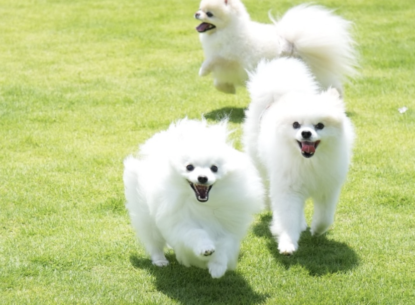 izul RESORT DOGRUN&CAFE