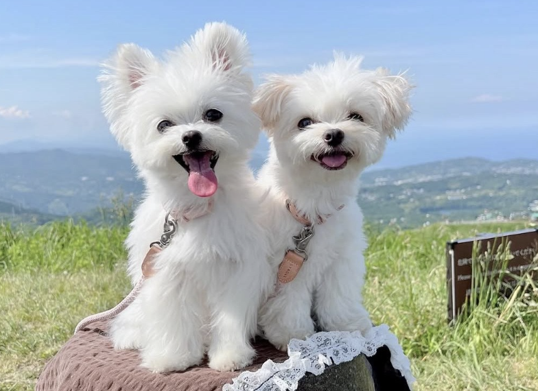 大室山（大室山登山リフト）
