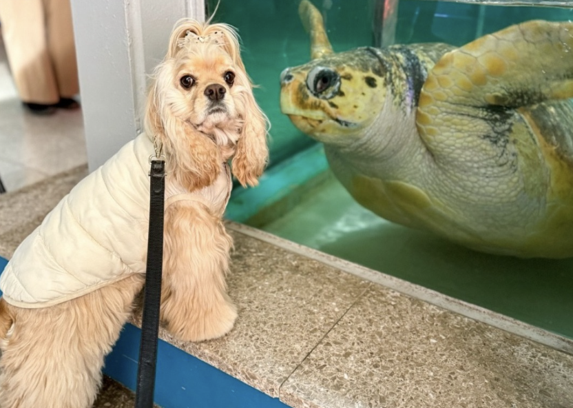 伊豆・三津シーパラダイス