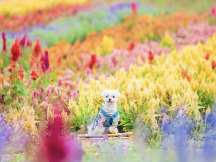 那須フラワーワールド