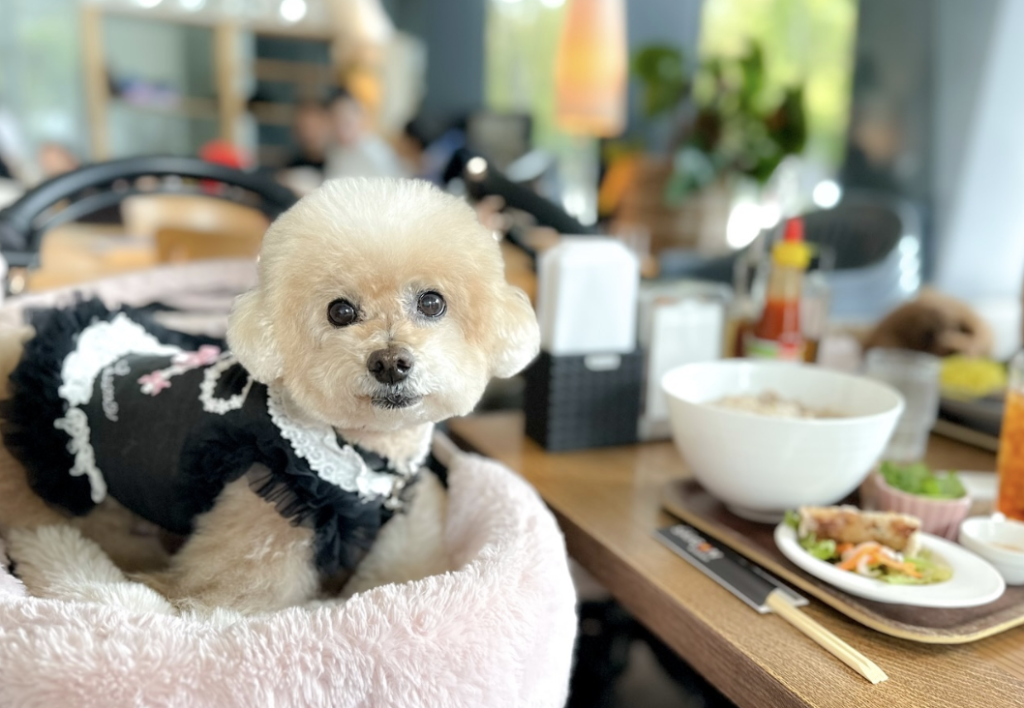 DDSK サイゴン キッチン