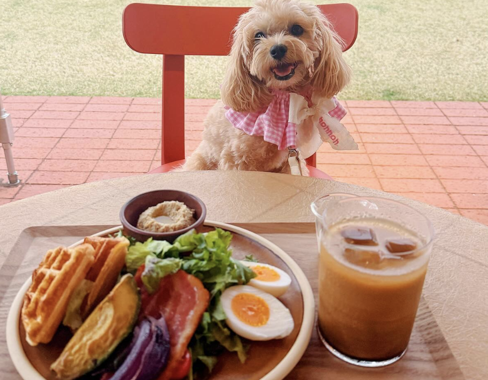 ブルーボトルコーヒー豊洲